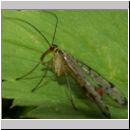 Panorpa cf hybrida - Skorpionsfliege m04.jpg